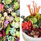 10 Cuttings Clippings Assorted Succulent for Dish Garden Terrariums Mini Fairy