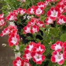 50 PCS Seeds Geranium Seed Rare Variegated Geranium Flower Potted Winter Perennial Pelargonium